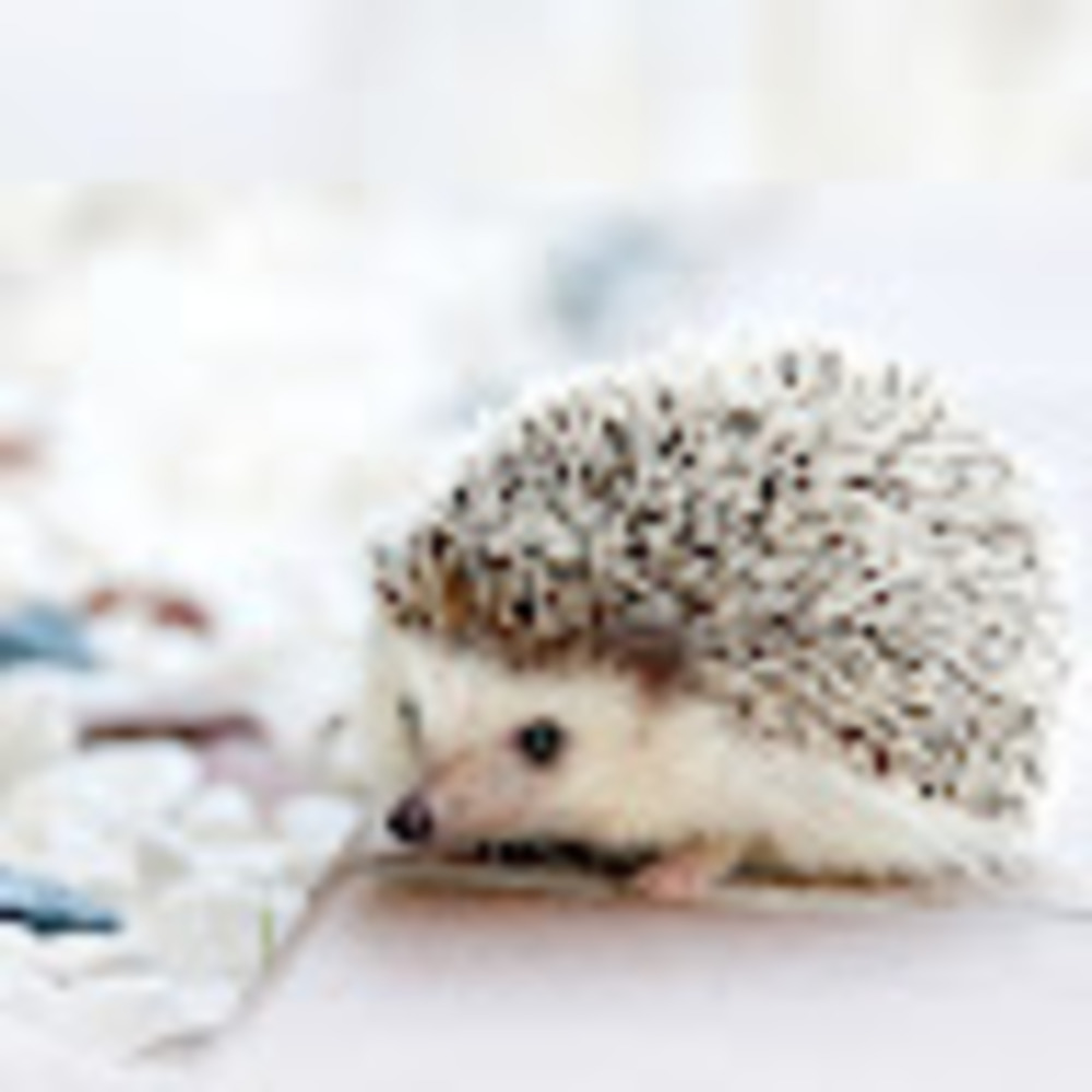 Meet your Posher, Kiera